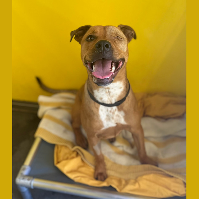 Photo of Nova