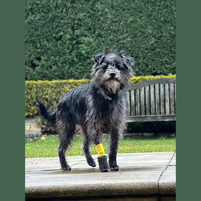 Photo of Jack (Aka Jack Sparrow)