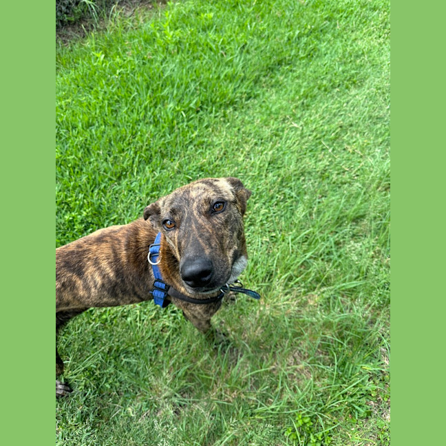 Photo of Yindi