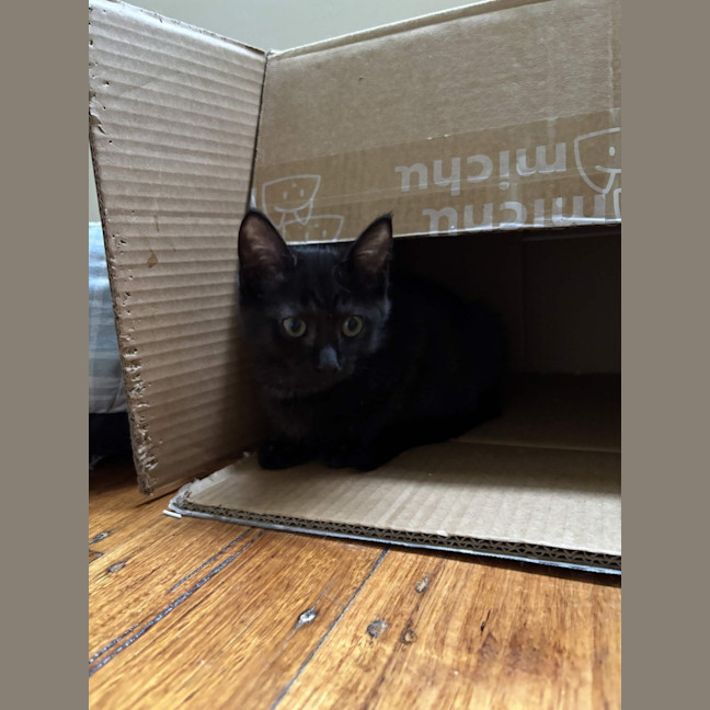 Photo of Velvet