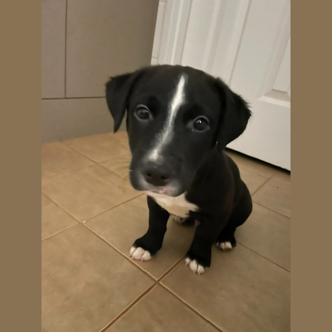 Photo of Slate