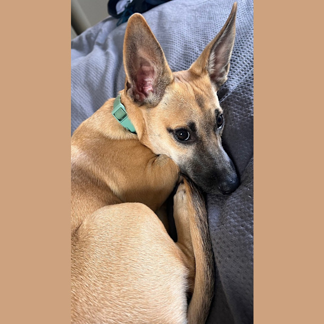 Photo of Humphrey (Nugget)