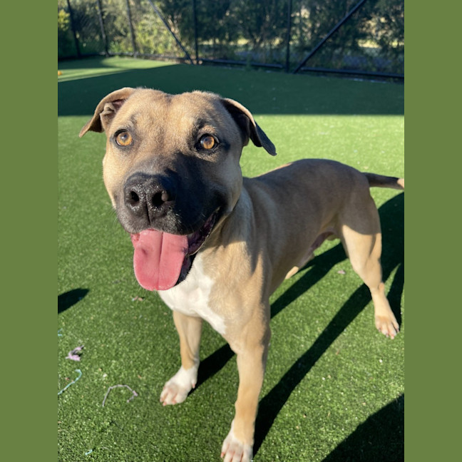 Photo of Benji Imp 1439