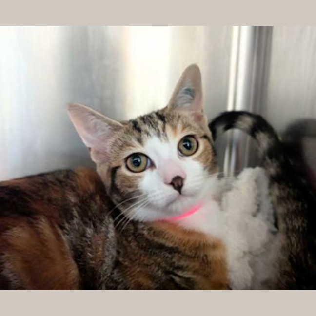 Photo of Peaches
