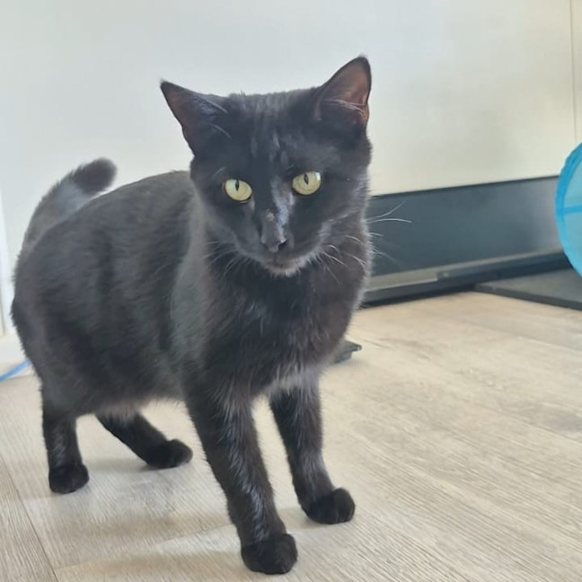 Photo of Liesa The Cat