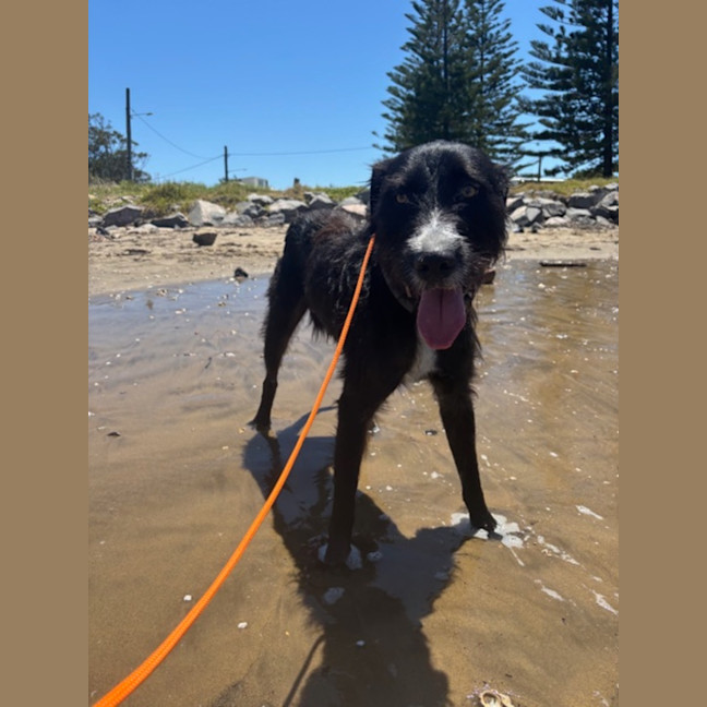 Photo of Zeus   21 Month Old Wolfhound X