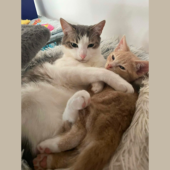 Photo of Mufassa   In Foster Care In Bentleigh East