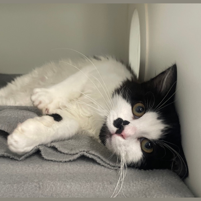 Photo of Domino