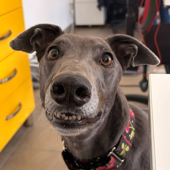 Photo of Amor The Greyhound