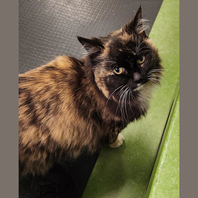 Photo of Lola
