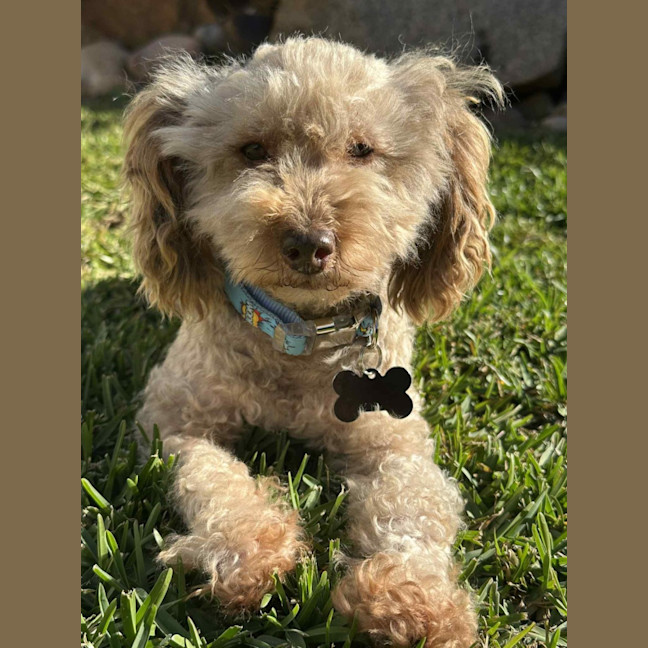 Photo of Romeo