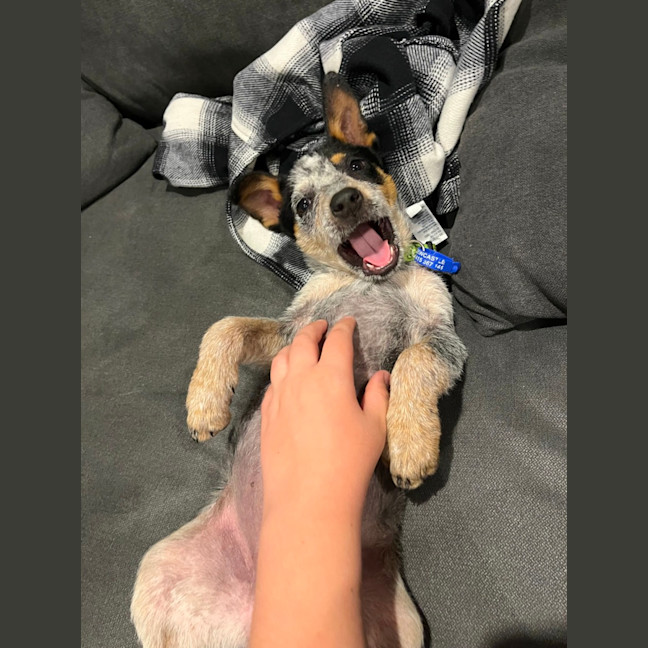 Photo of Dixie   13 Week Old Cattle Dog