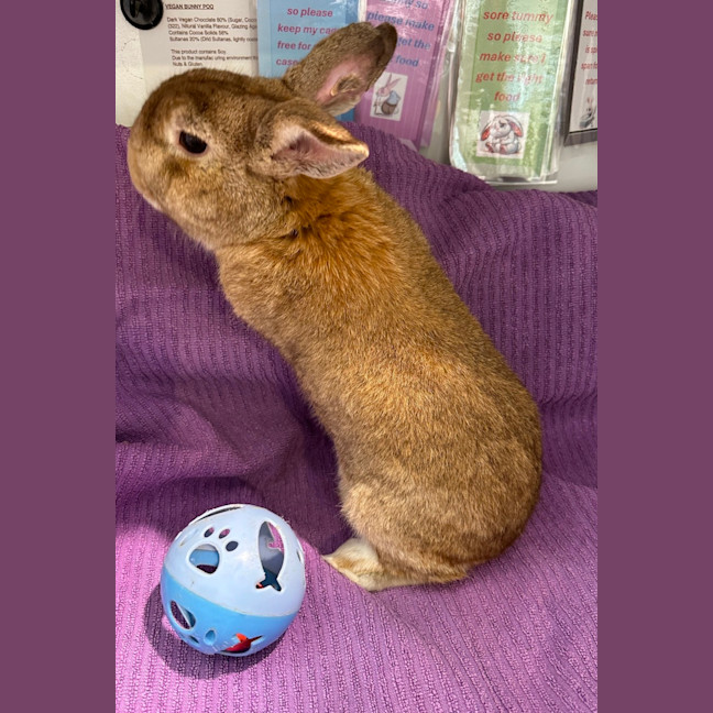 Photo of Strawberry And Popcorn 