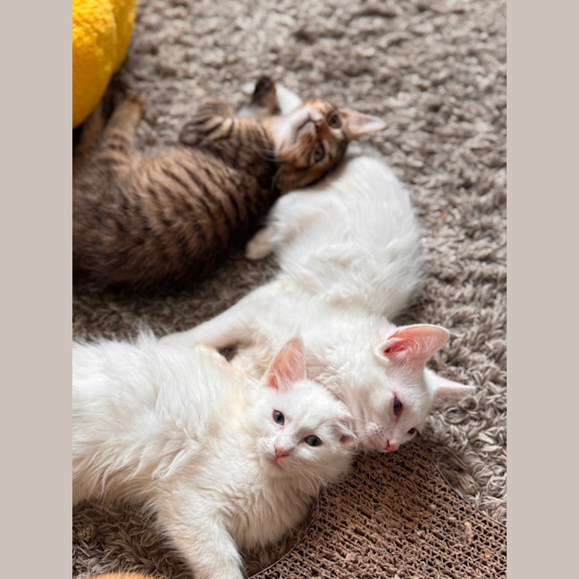 Photo of Casper