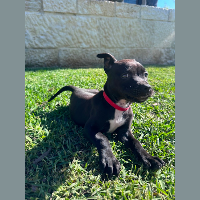 Photo of Pippa