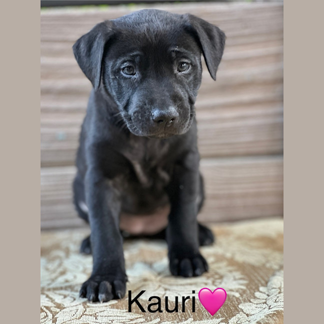 Photo of Kauri