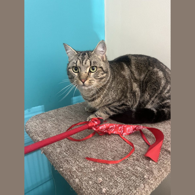 Photo of Kandos Now At Thornton Pet Quarters