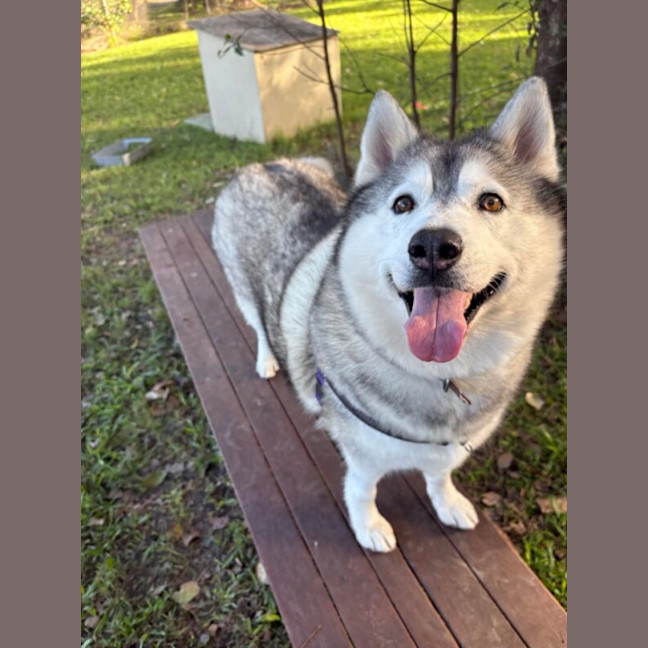 Photo of Lollipop Nee Luna