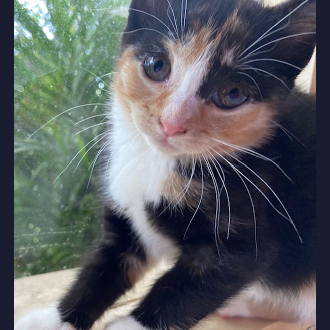 Photo of Kitty Purry