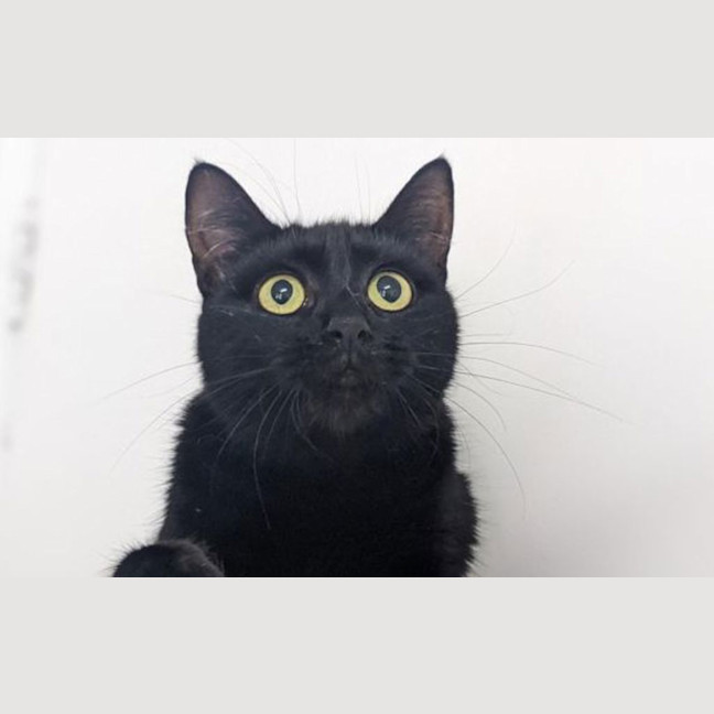 Photo of Lucifer