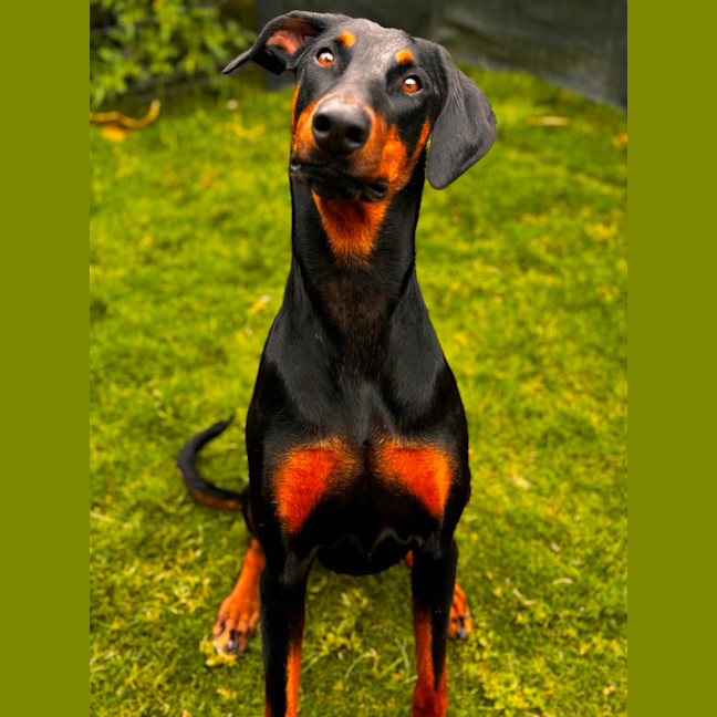 Photo of Ms Z. Von Dobermann