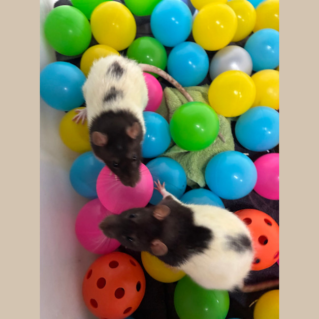 Photo of Togs (Bonded With Cozzie)