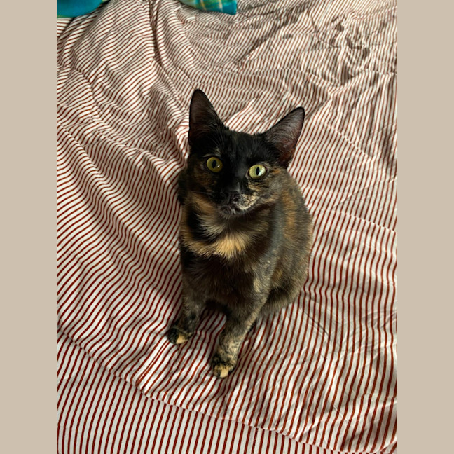 Photo of Zelda