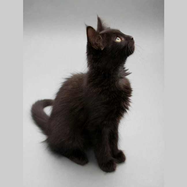 Photo of Jet