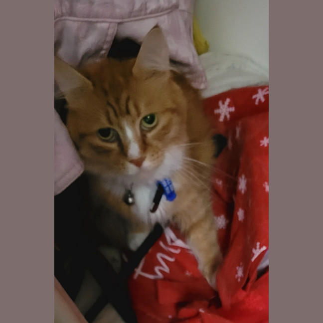 Photo of Louie & Jewie   5 Year Old Domestic Short Hair