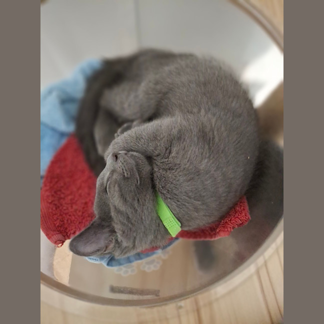 Photo of Charlie