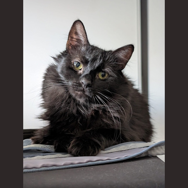 Photo of Sumi