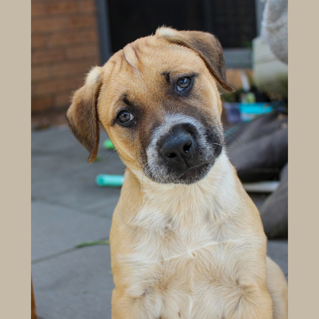 Photo of Barney   8 Week Old Mastiff X (Trial)