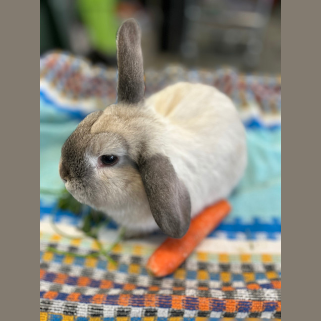 Photo of Tomato (Bonded To Peri Peri)