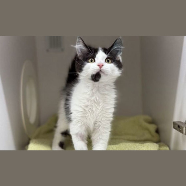Photo of Artemis