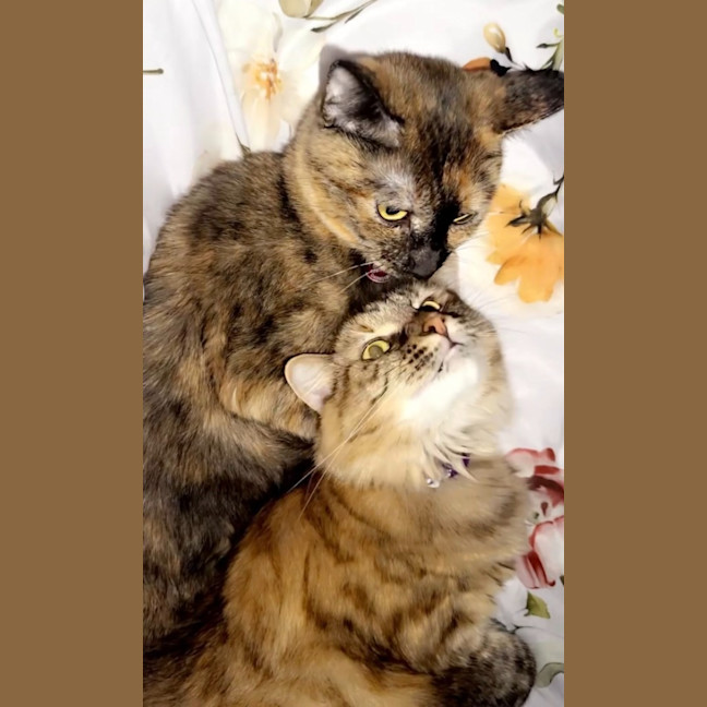 Photo of Misty
