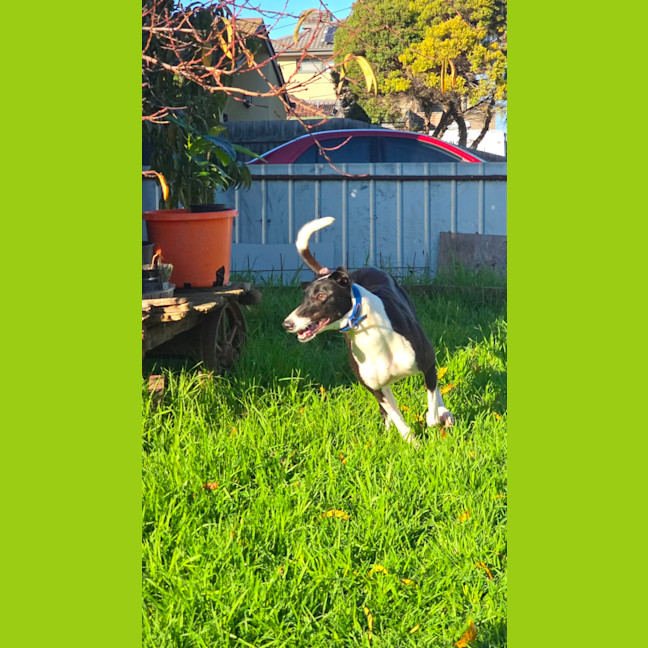 Photo of Dot