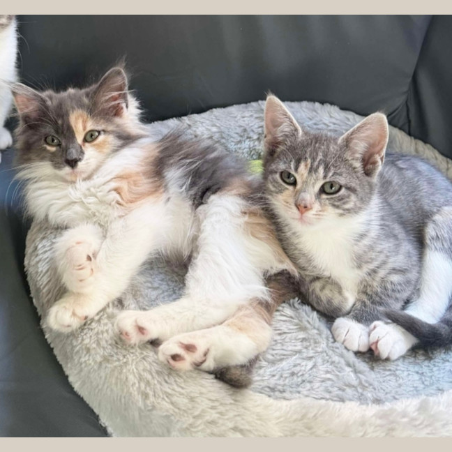 Photo of Twiggy & Tulip