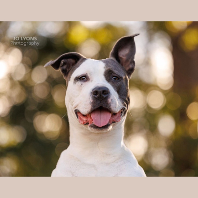 Photo of Sasha   4 Year Old American Staffy