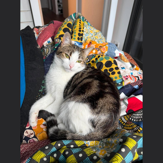 Photo of Saffron