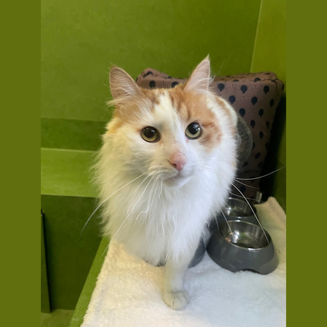 Photo of Sir Handsome