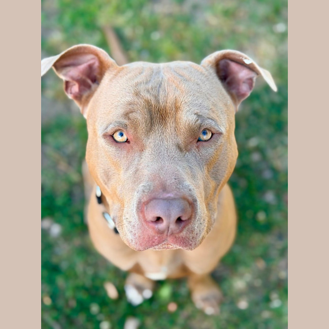 Photo of Harvey
