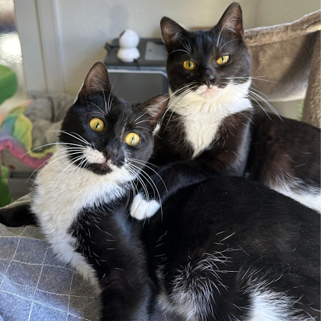 Photo of Peppa & Tabitha