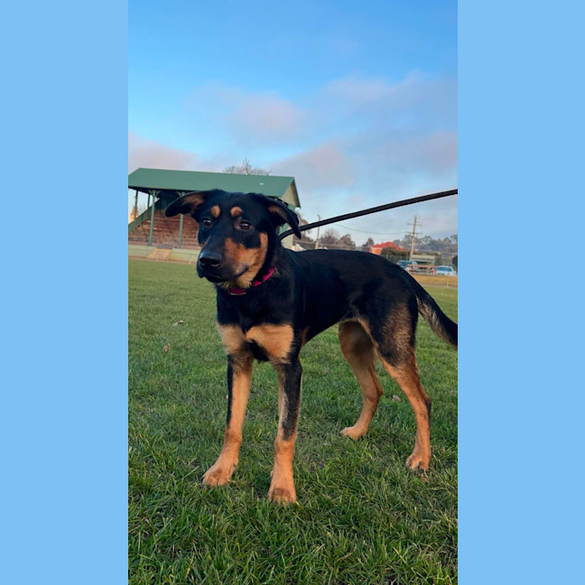 Photo of Mishka