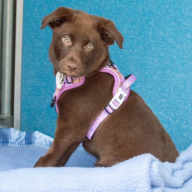 Photo of Truffle