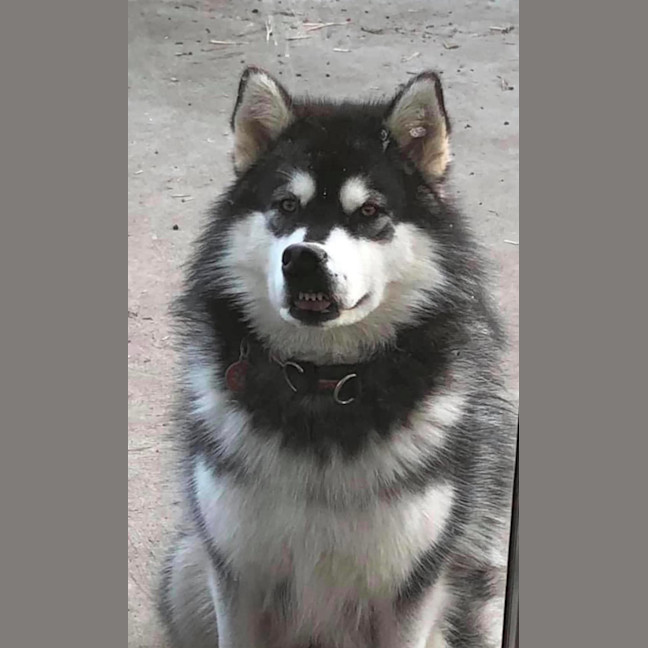 Photo of Harley