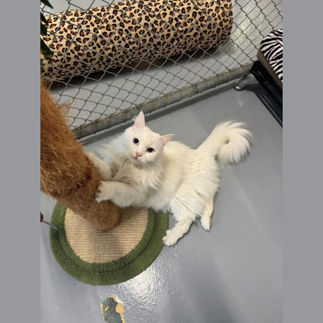 Photo of Cuddles Allbright