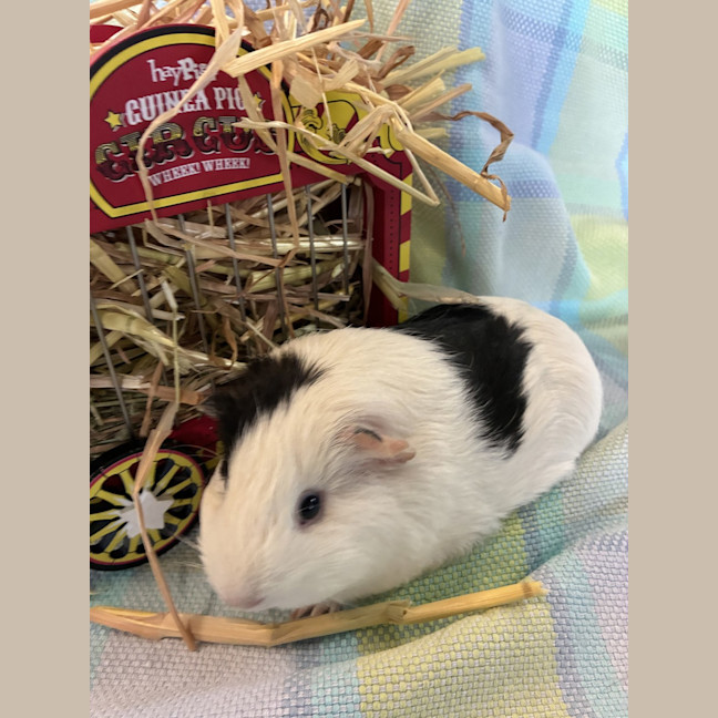 Photo of Poe