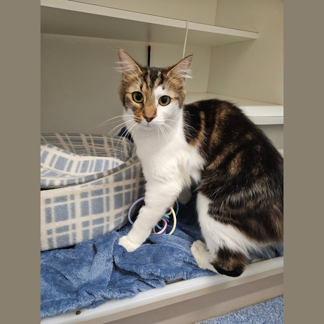 Photo of Patches 
