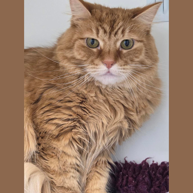 Photo of Marmalade