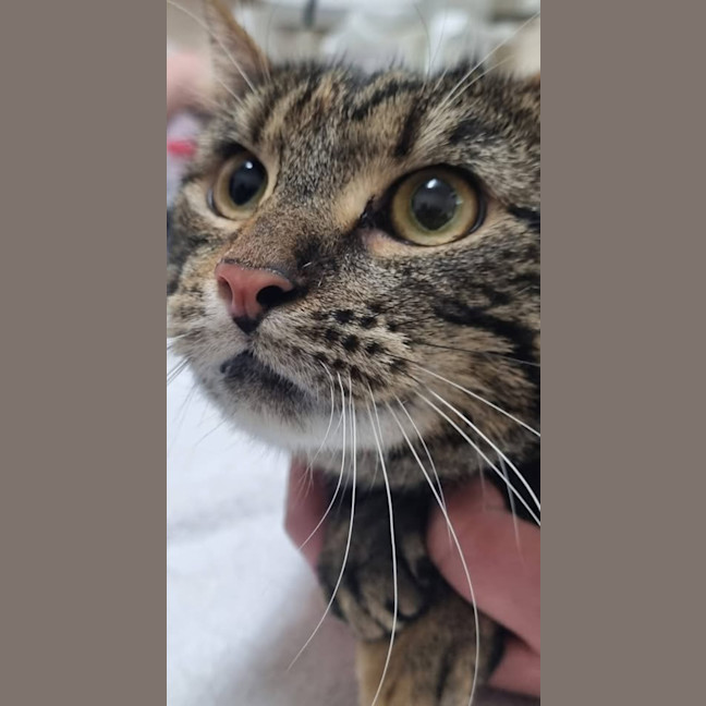 Photo of Tilly 